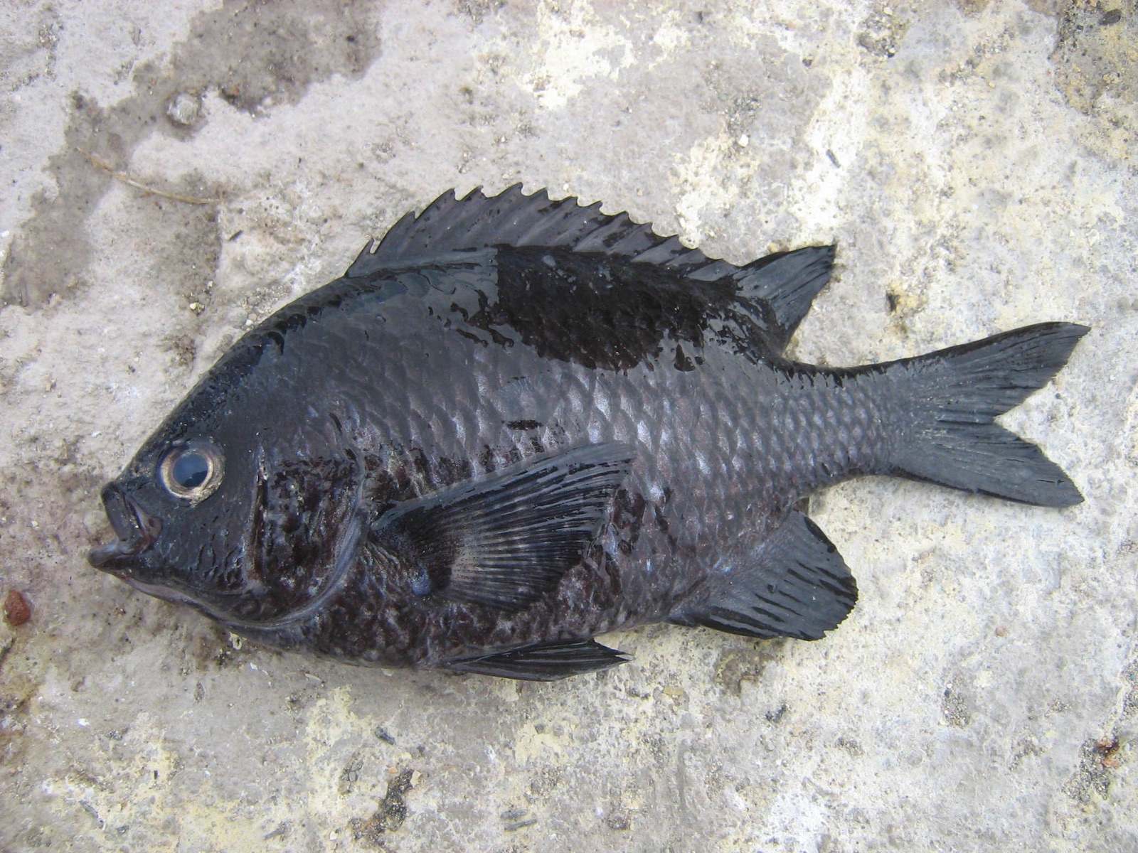 Photo of Blackfin Chromis (Chromis crusma)