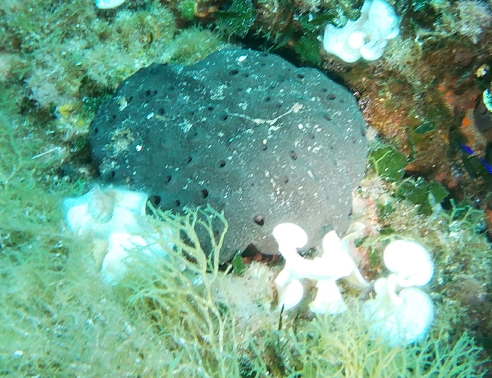 Photo of Bath sponge (Spongia officinalis)