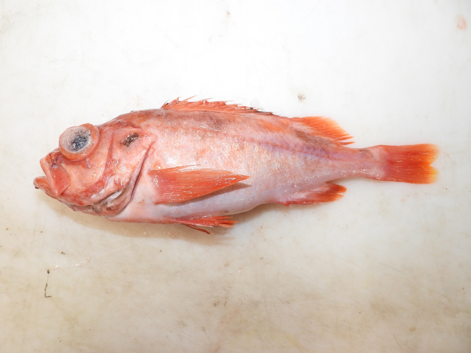 Photo of Beaked redfish (Sebastes mentella)