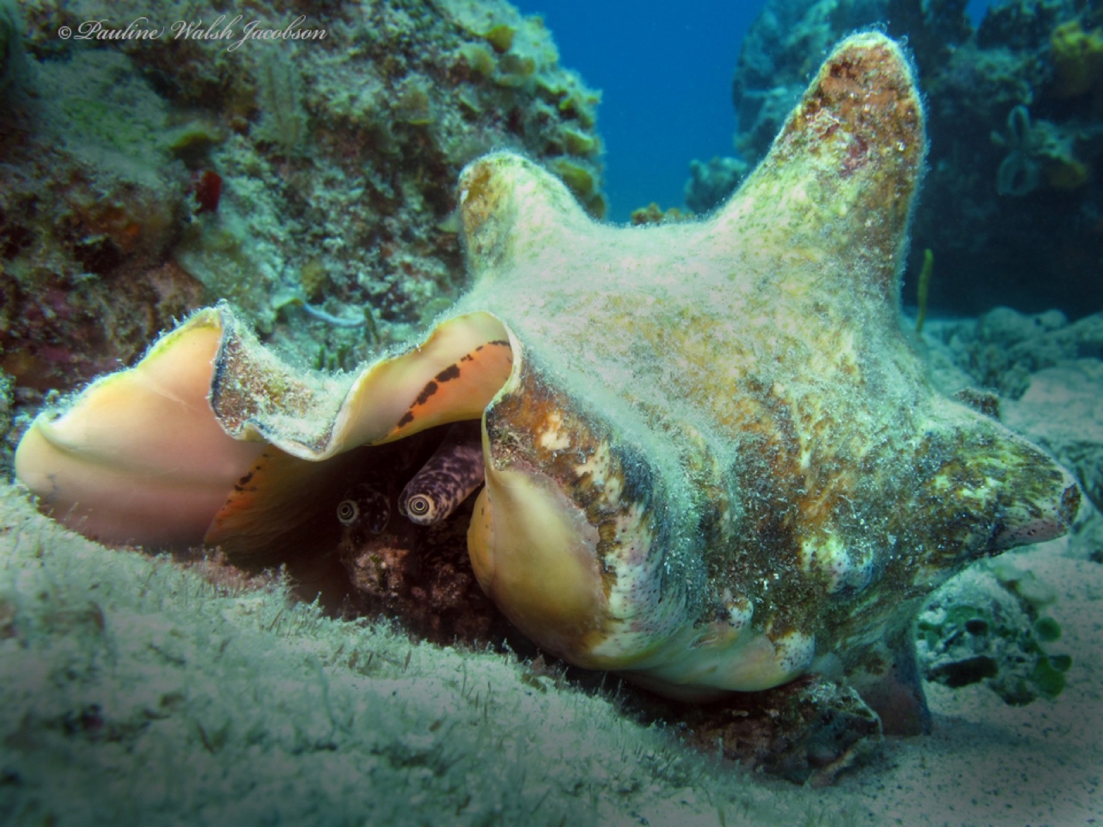 Photo of Queen conch (Aliger gigas)