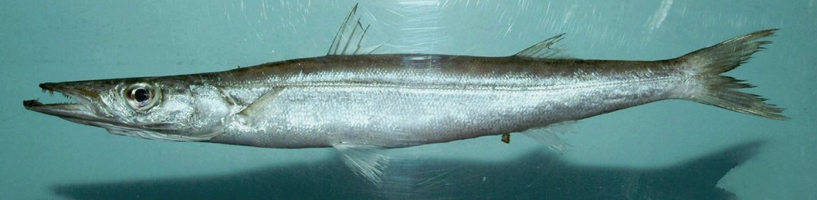 Foto de Gran barracuda (Sphyraena guachancho)