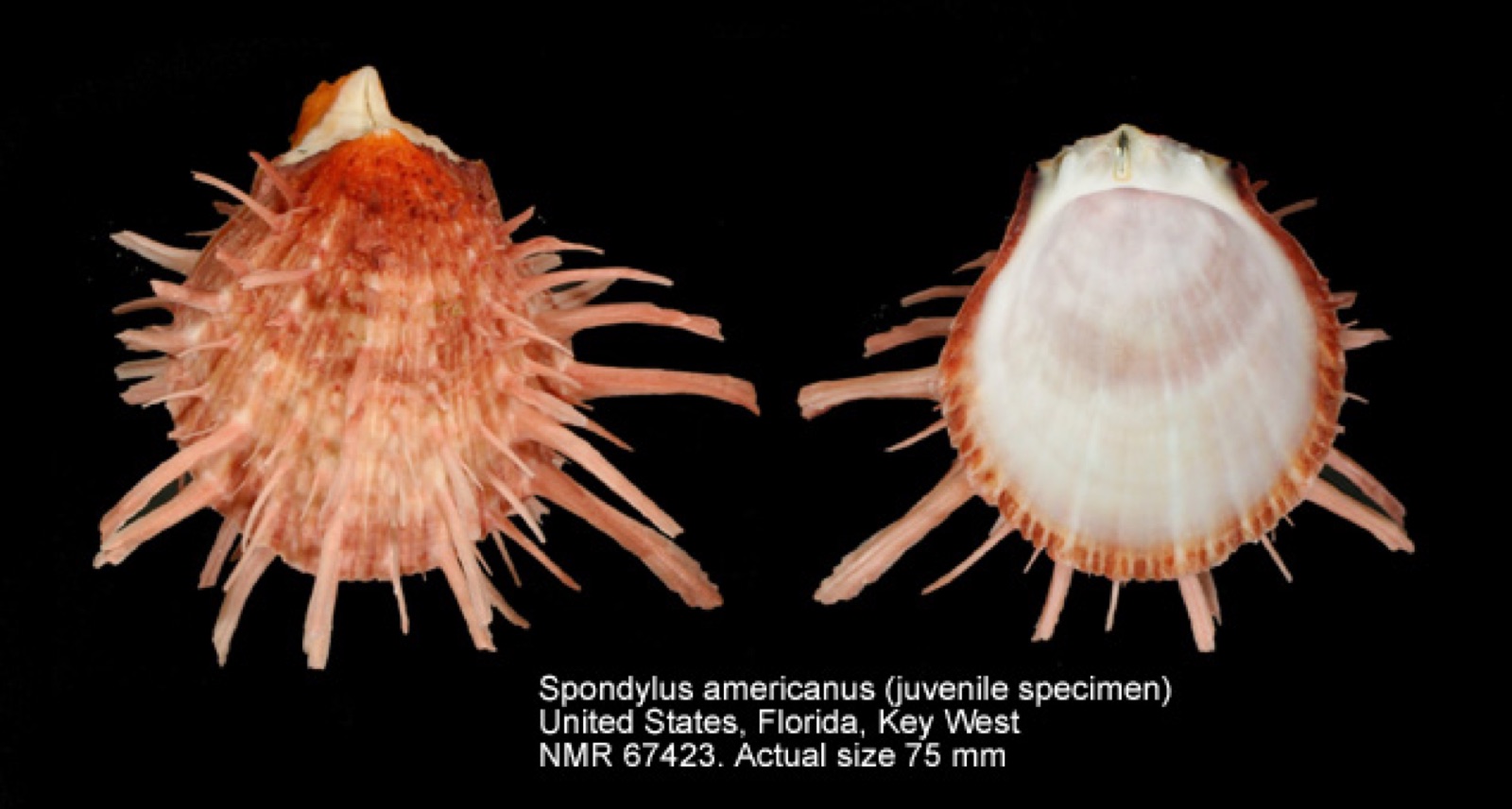 Photo of American Thorny Oyster (Spondylus americanus)