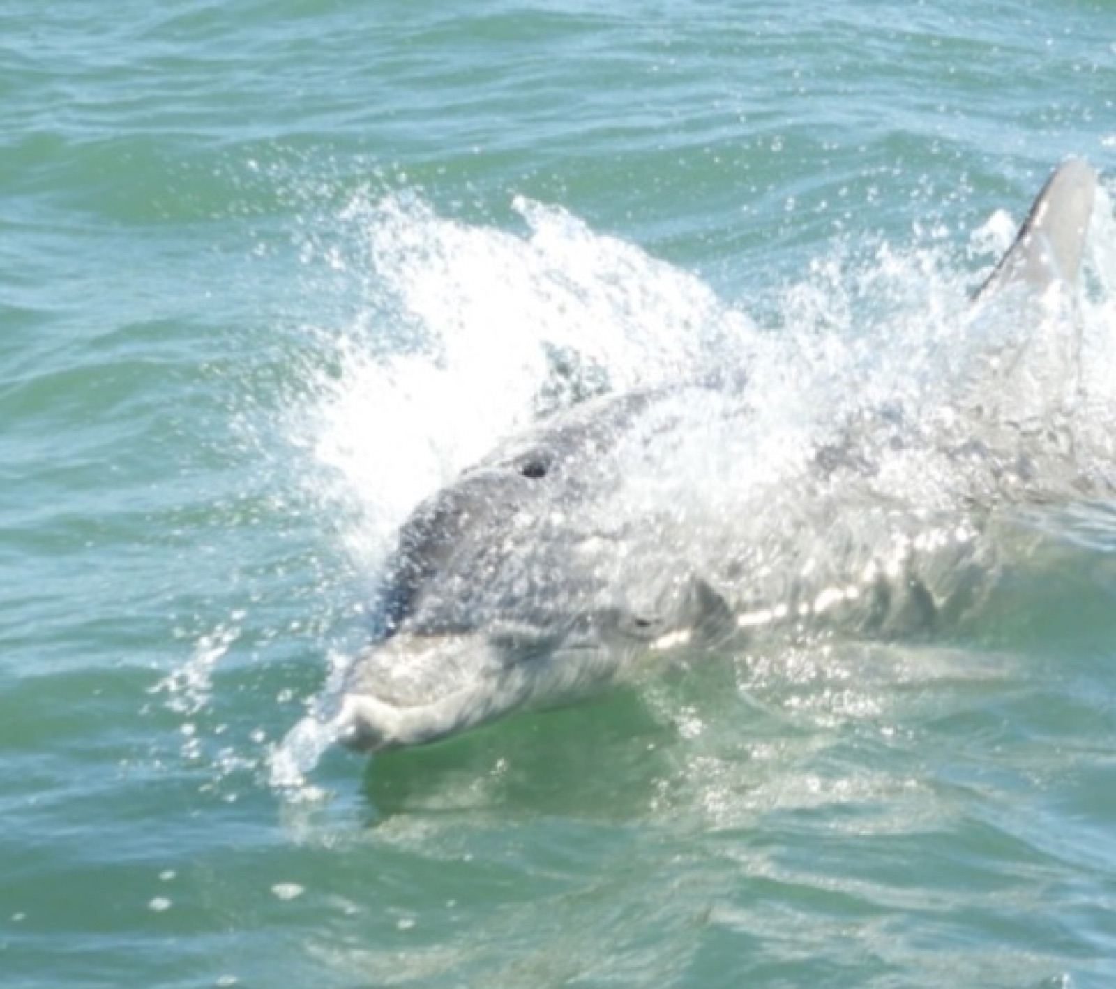 Photo of Common bottlenose dolphin (Tursiops truncatus)
