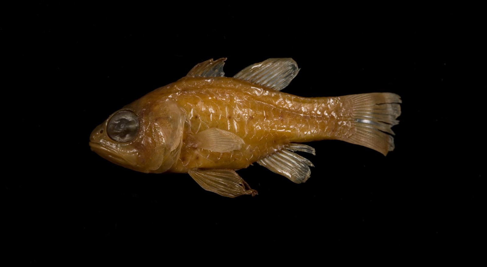 Photo of Conchfish (Astrapogon stellatus)