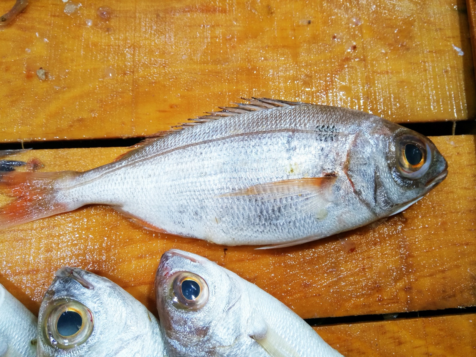 Photo of Blackspot seabream (Pagellus bogaraveo)