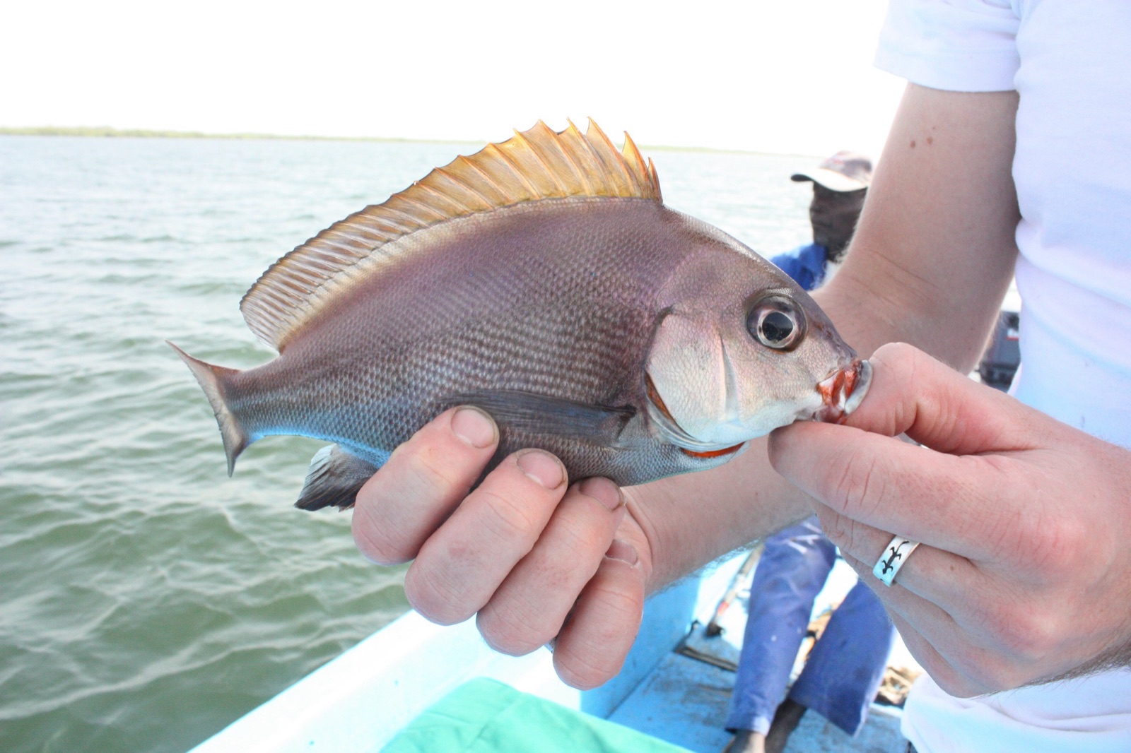 Photo de Sweetlips méditerranéen (Plectorhinchus mediterraneus)