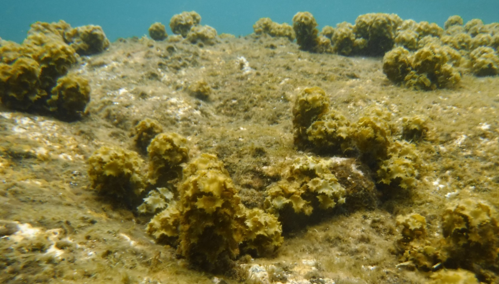 Foto de Turbinaria cónica (Turbinaria conoides)