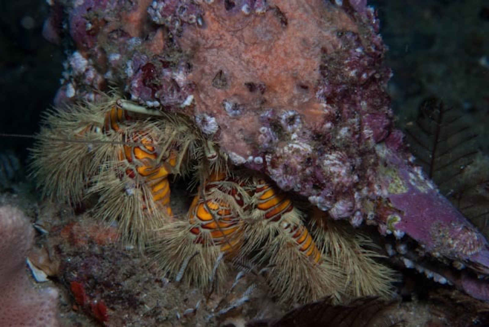 Foto de Ermita enana multicolor (Aniculus aniculus)