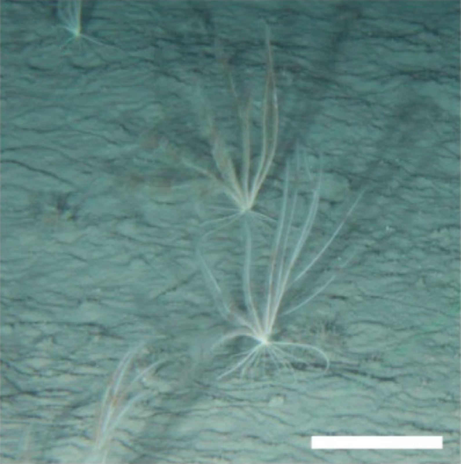 Photo of Deep Med feather star (Leptometra phalangium)