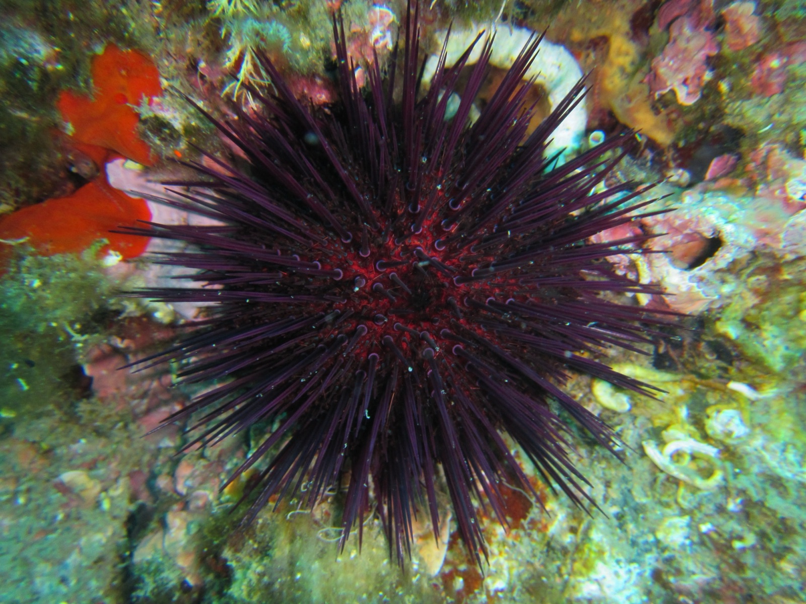 Photo of Purple sea urchin (Paracentrotus lividus)