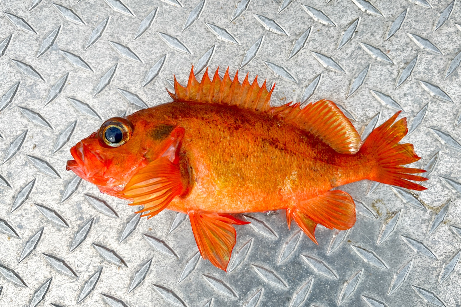 Photo of Golden redfish (Sebastes norvegicus)