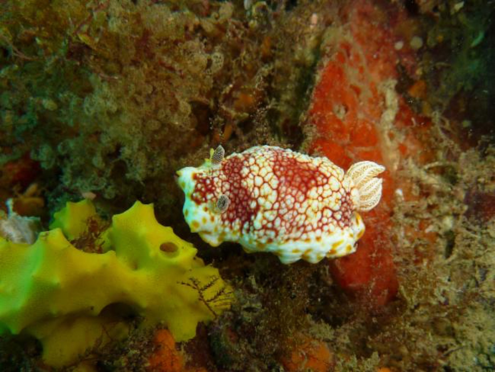 Photo of Tinctured goniobranchus (Goniobranchus tinctorius)