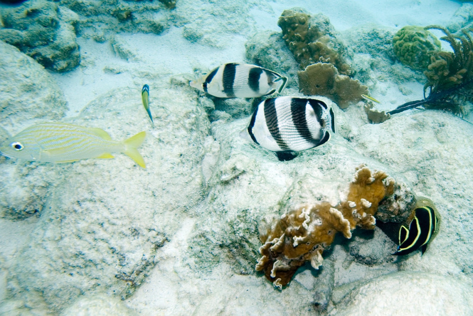 Photo of Old Woman angelfish (Pomacanthus striatus)