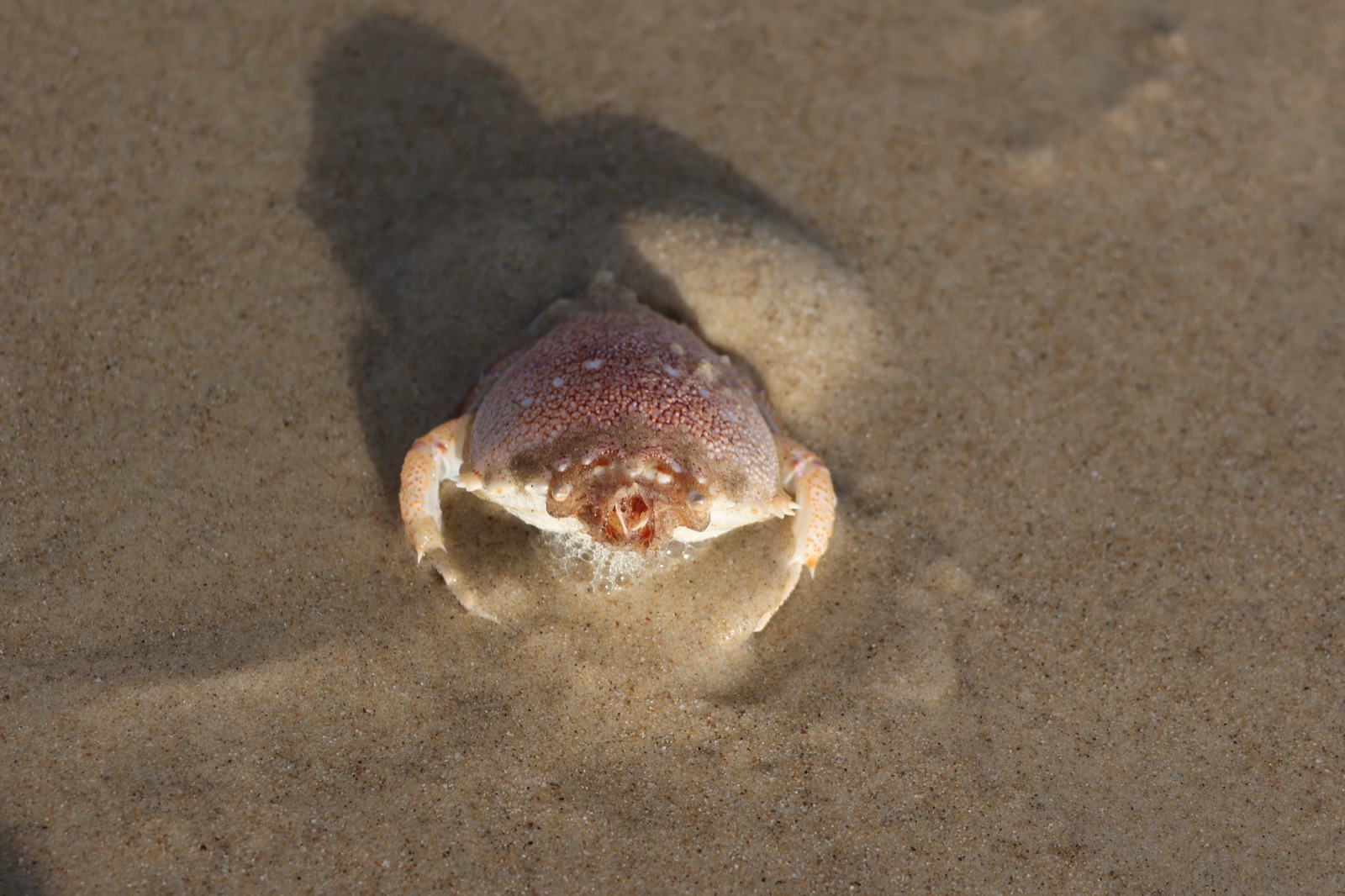 Photo of Frog Crab (Ranina ranina)