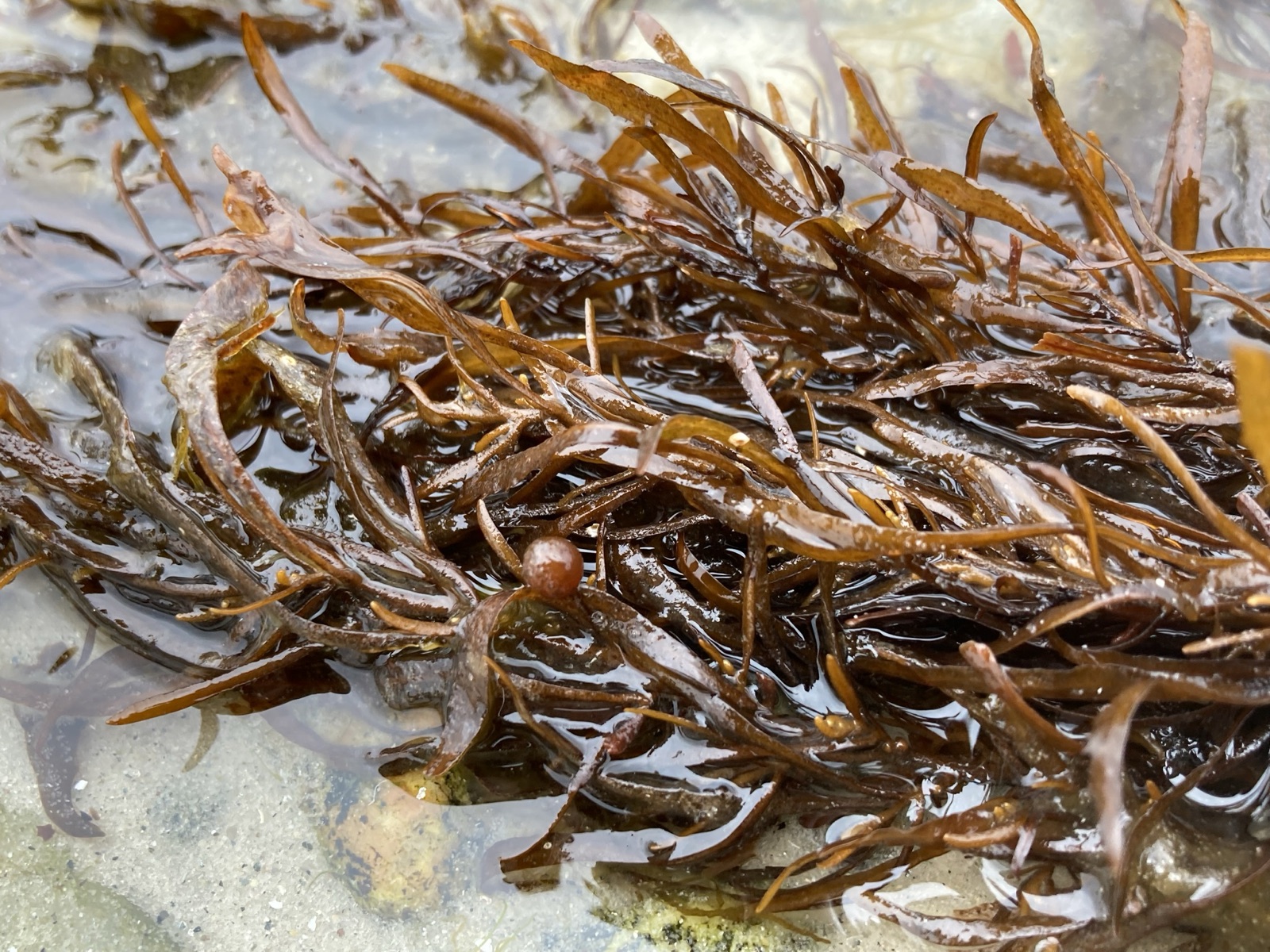 Photo of Filmy Sargassum (Sargassum filipendula)