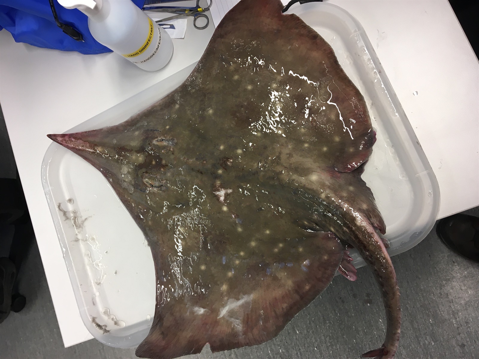 Foto de Picon (Dipturus oxyrinchus)