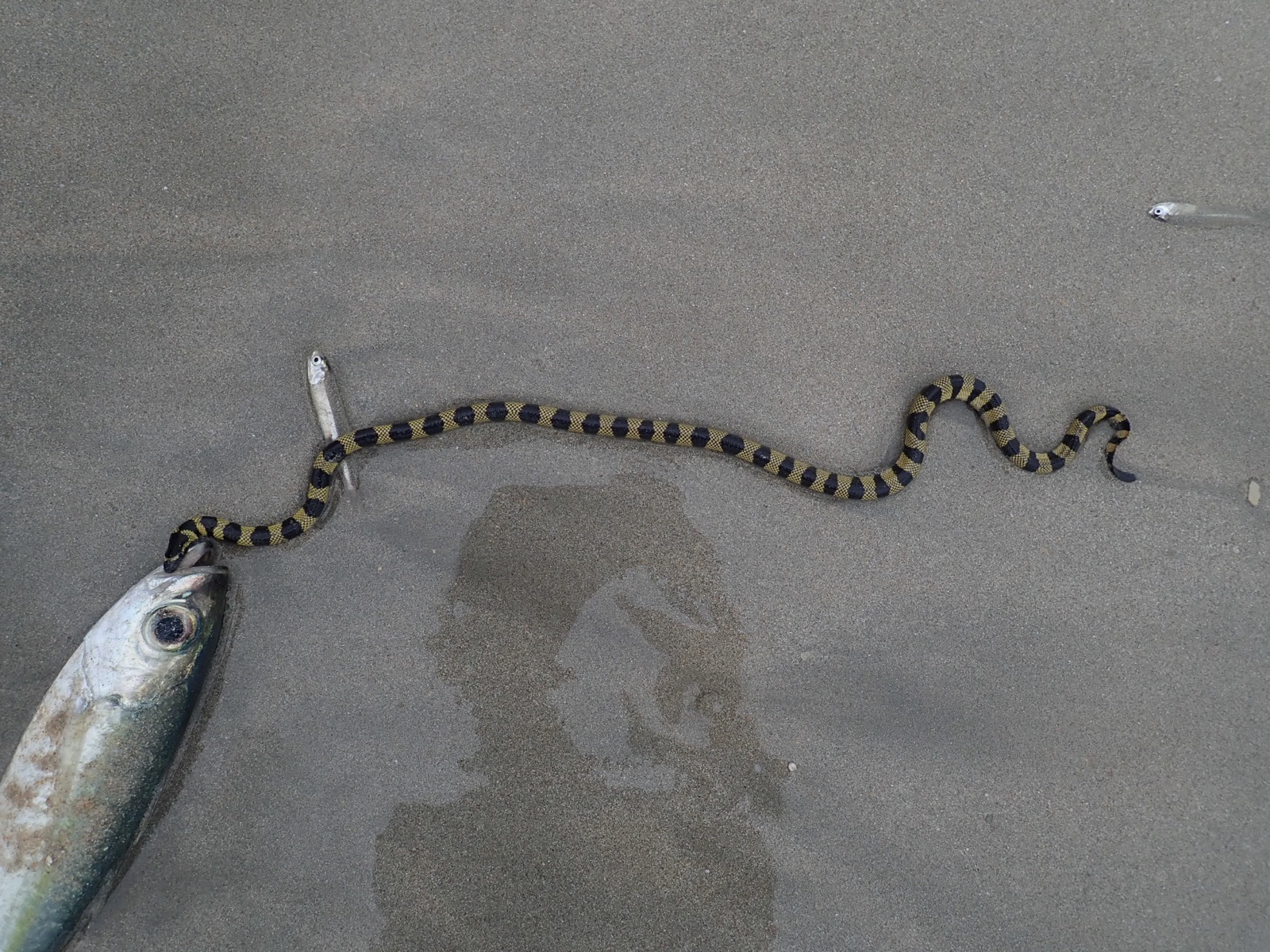 Photo of Annulated sea snake (Hydrophis cyanocinctus)