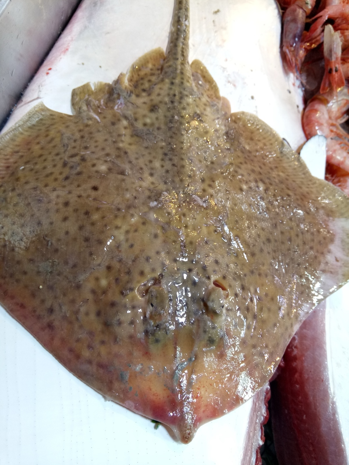 Foto de Raya boca de rosa (Raja brachyura)