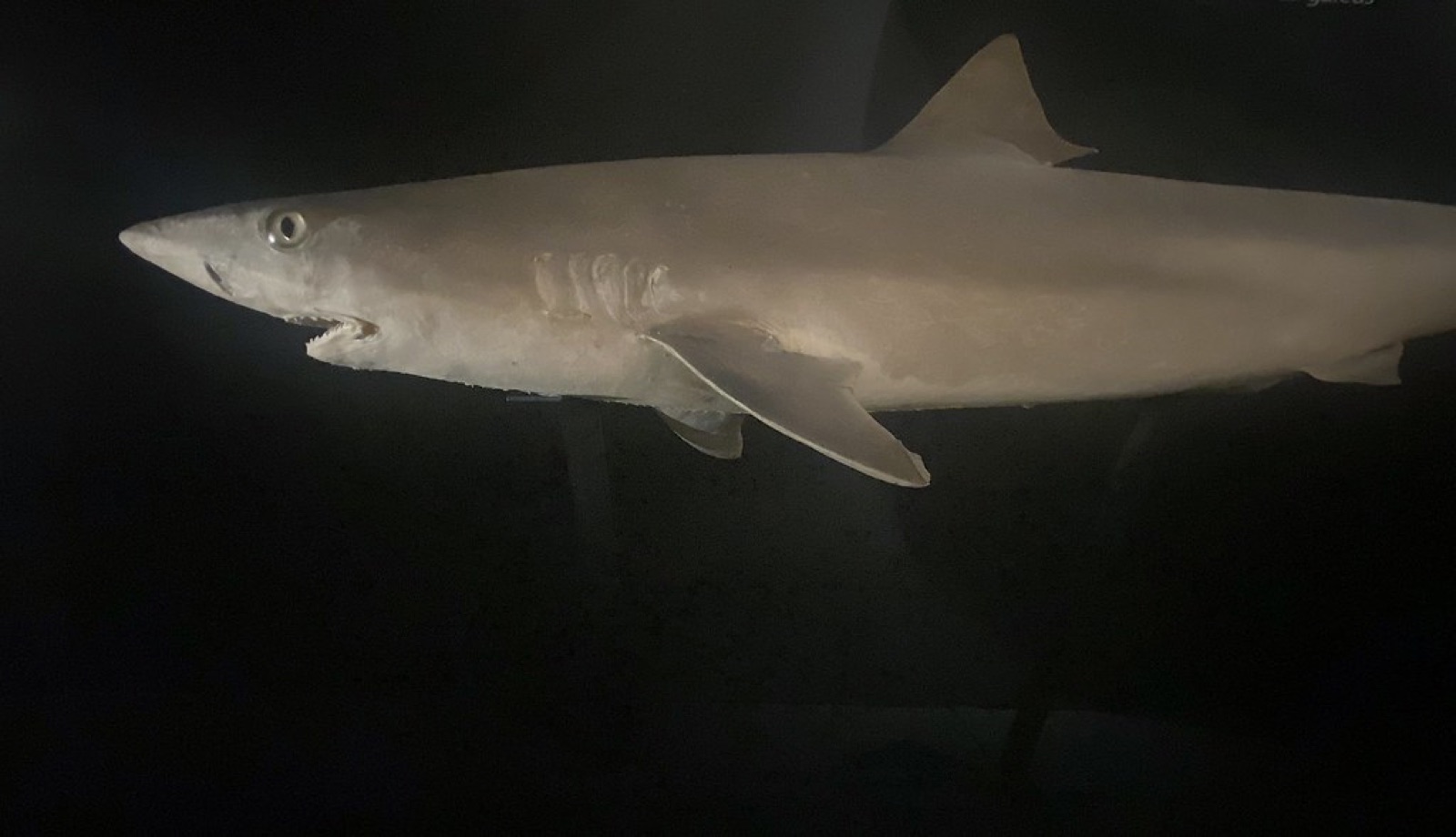 Foto de Cazón (Galeorhinus galeus)