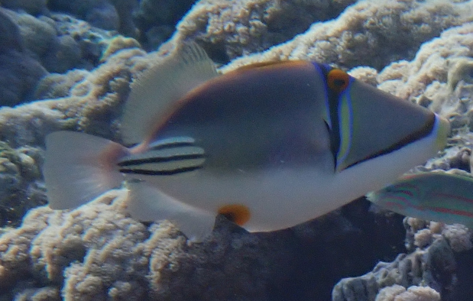 Foto de Ballesta Picasso del mar Rojo (Rhinecanthus assasi)