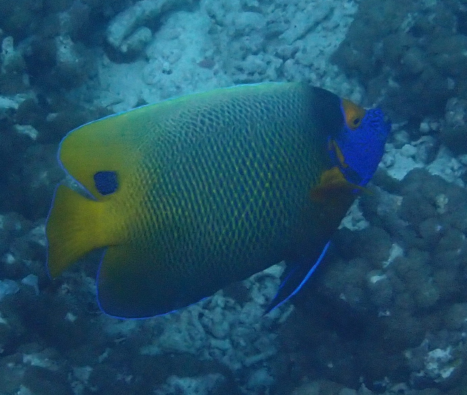 Photo of Yellowmask angelfish (Pomacanthus xanthometopon)
