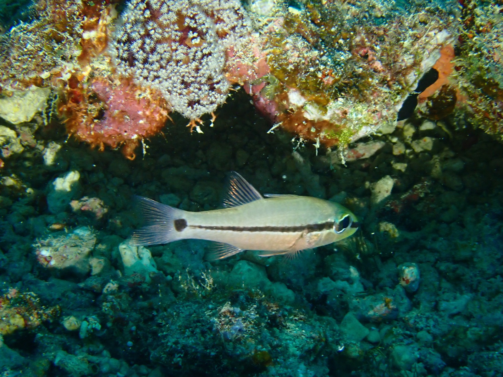 Photo of Ocellated Cardinalfish (Apogon ocellatus)