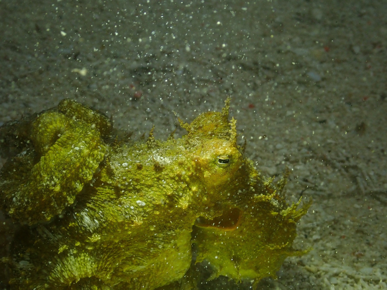 Photo of Algae octopus (Abdopus aculeatus)