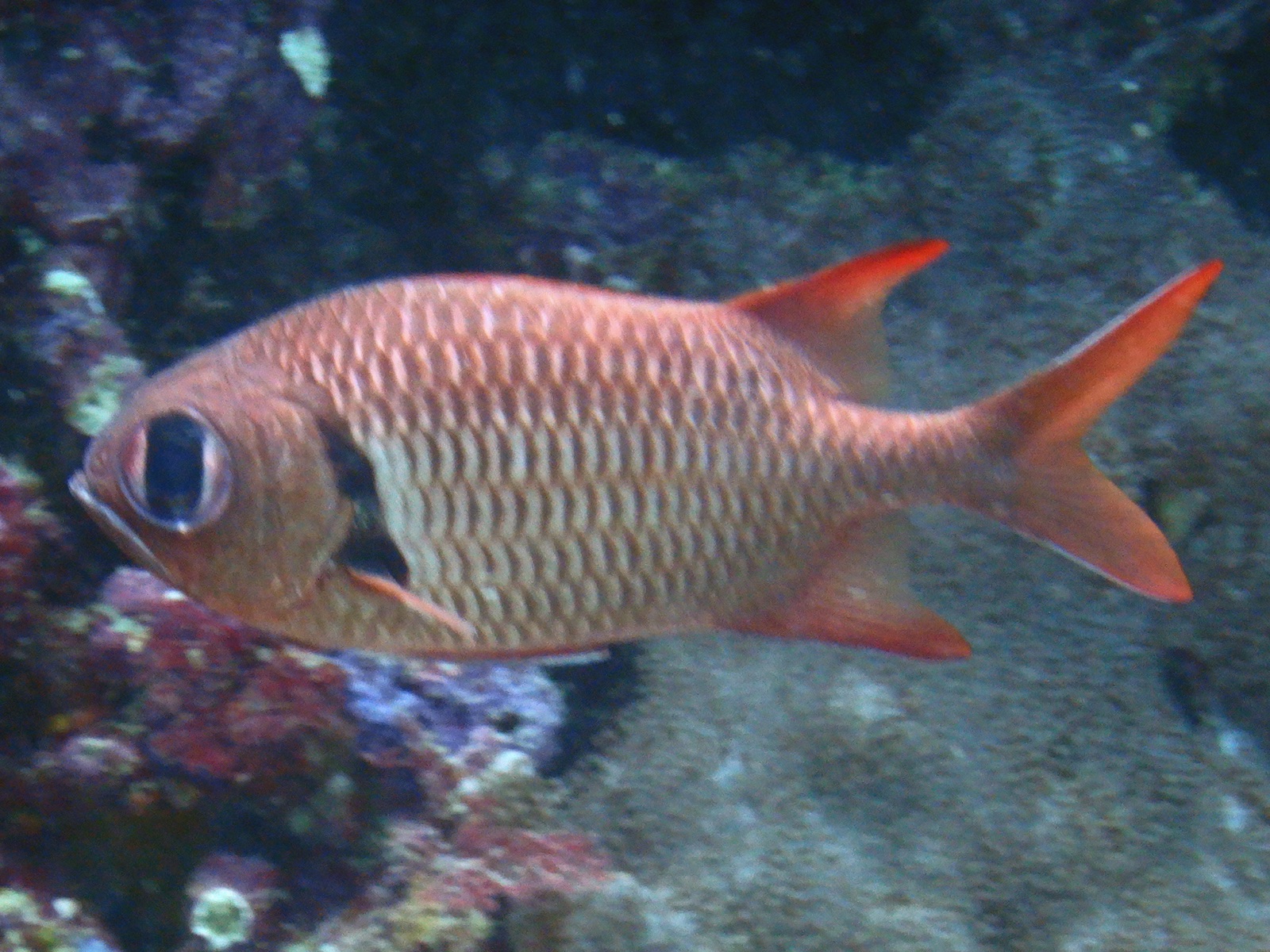 Foto de Pez soldado mancha de tinta (Myripristis murdjan)