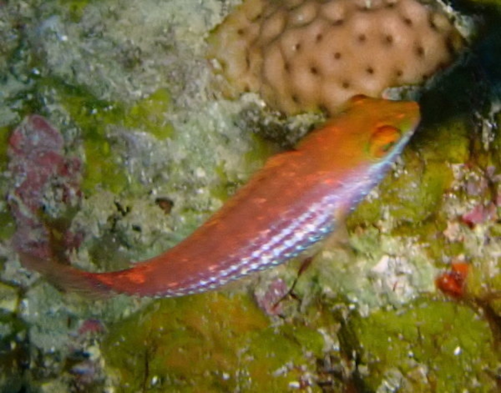 Foto de Pez loro atomio (Sparisoma atomarium)