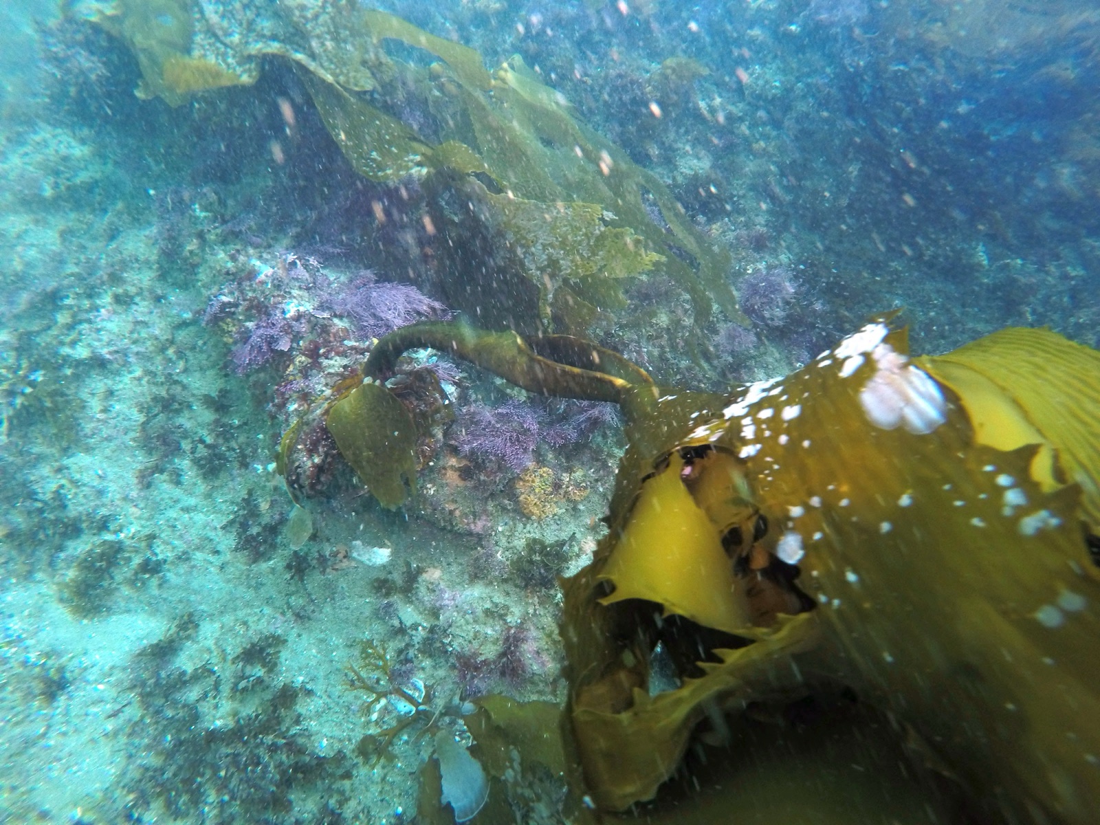 Photo of Southern Kelp (Eisenia arborea)