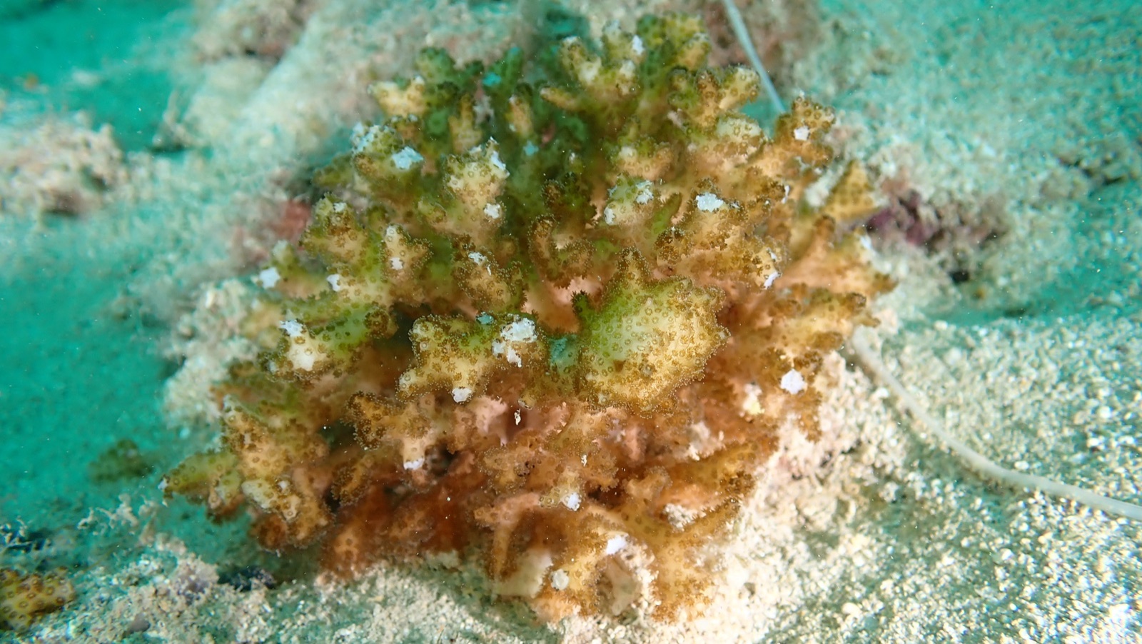 Photo of Cauliflower coral (Pocillopora damicornis)
