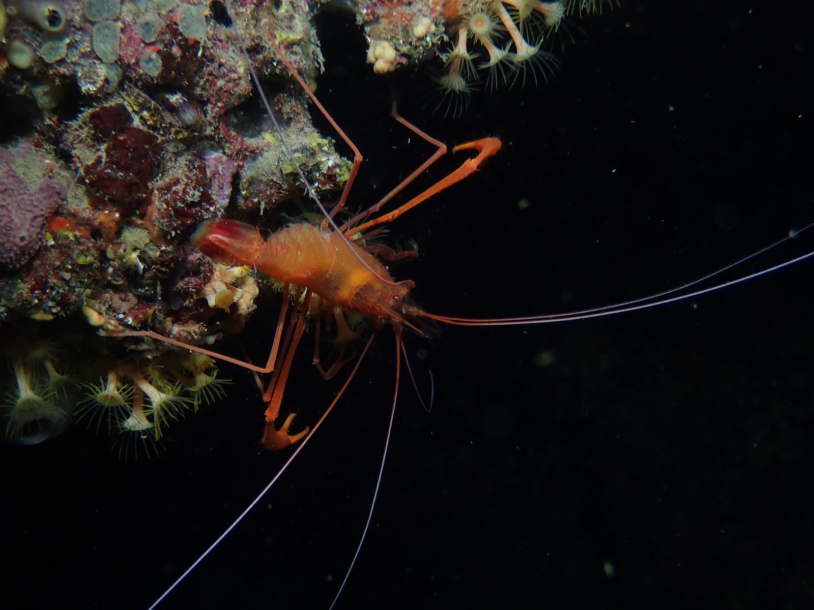 Photo of Mediterranean cleaner shrimp (Stenopus spinosus)