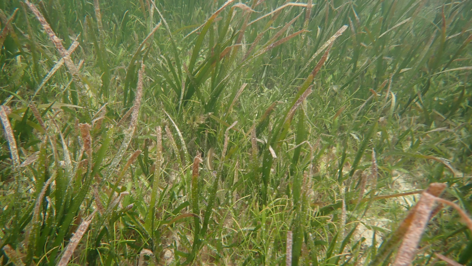 Photo of Rounded Cymodocea (Cymodocea rotundata)