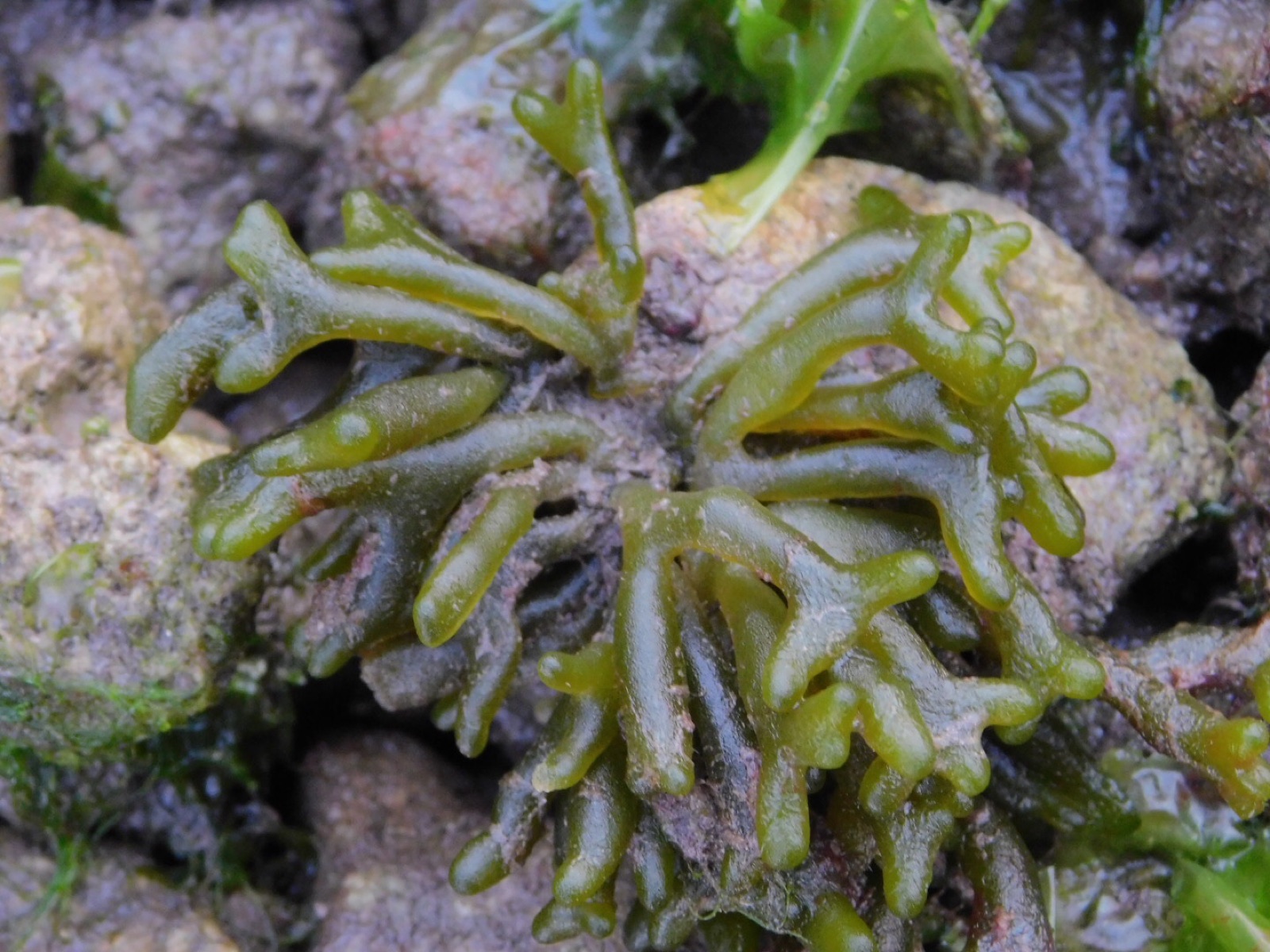 Photo of Dead Man's Fingers (Codium fragile)