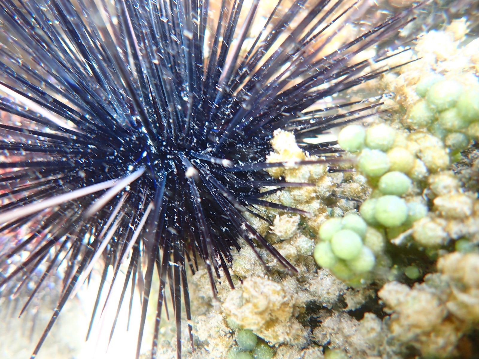 Photo of Long-spined sea urchin (Diadema antillarum)