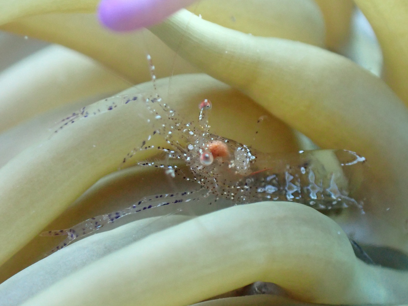 Foto de Camaron inscripto (Periclimenes scriptus)