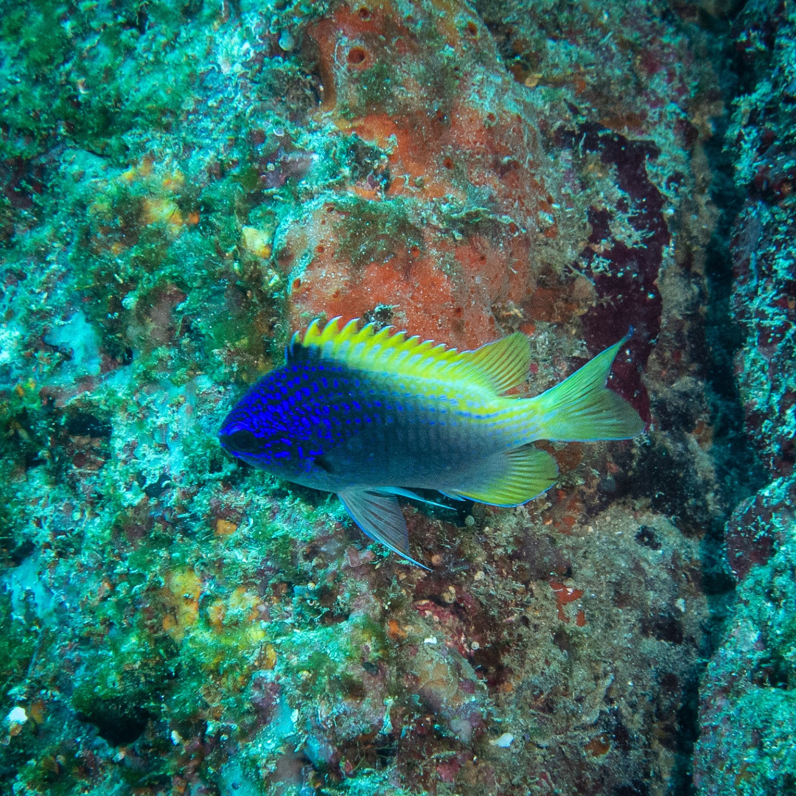 Foto de Chromida de Limbaugh (Chromis limbaughi)