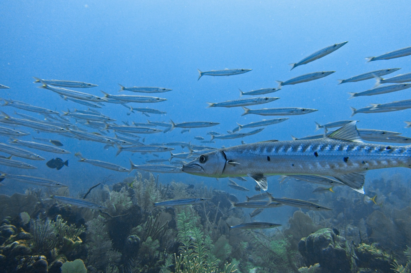 Foto de Barracuda picuda (Sphyraena picudilla)