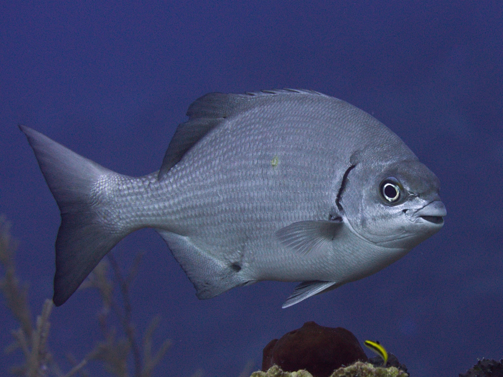 Photo of Bermuda chub (Kyphosus sectatrix)