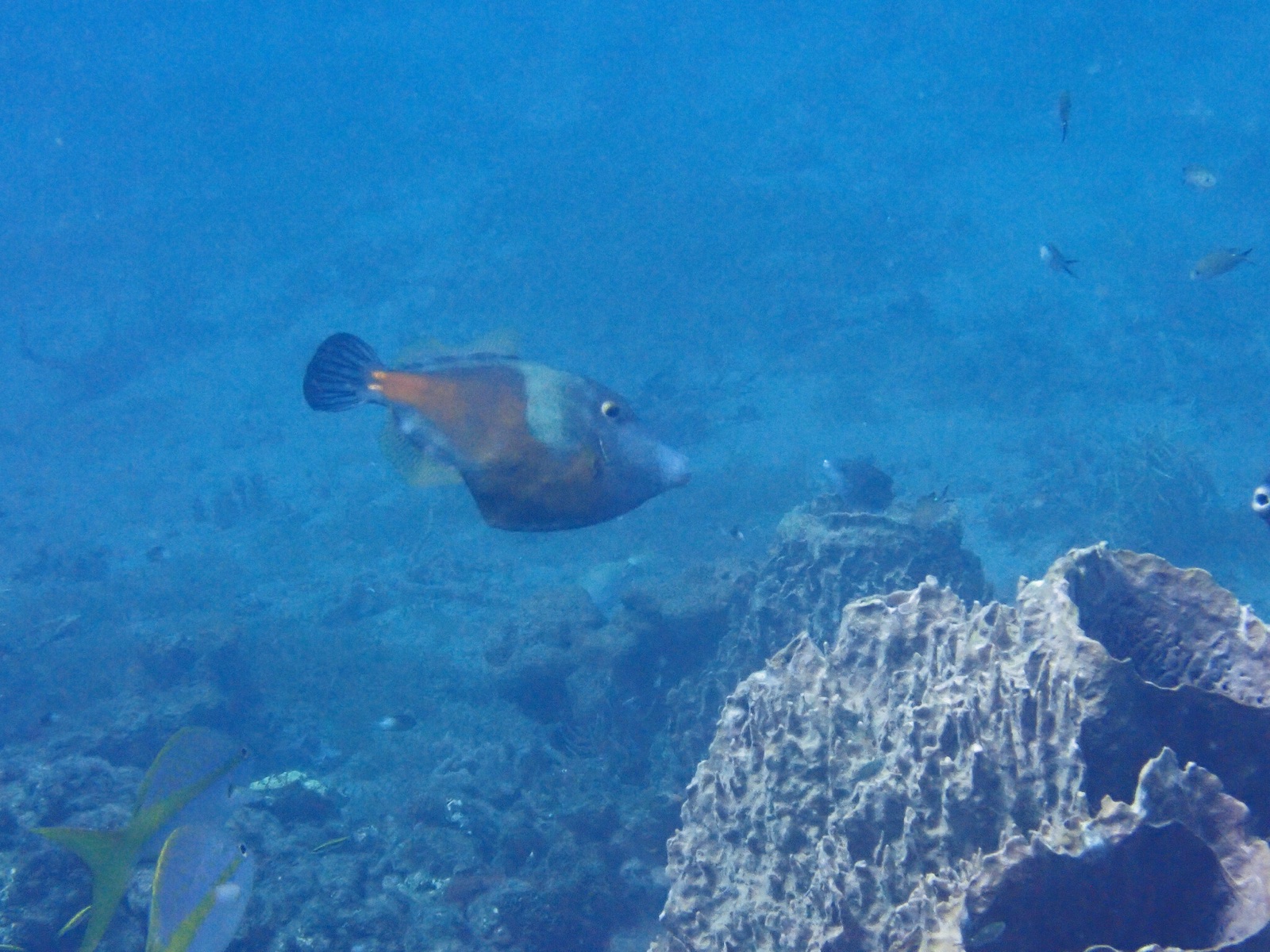 Photo of Whitespotted filefish (Cantherhines macrocerus)