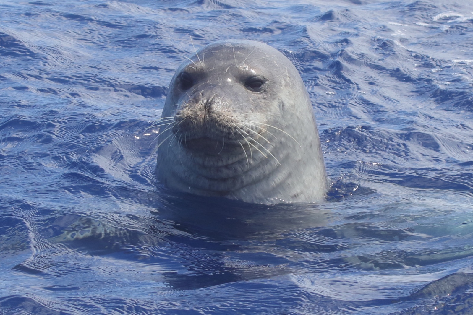 Photo of Mediterranean monk seal (Monachus monachus)