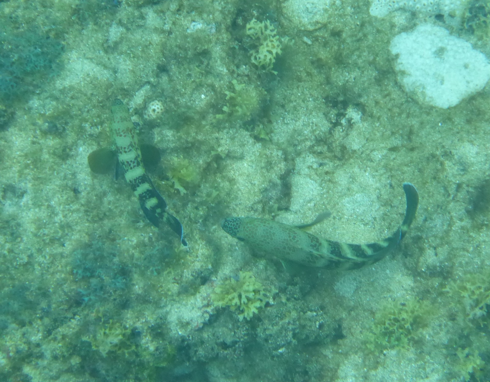 Photo of Niger hind (Cephalopholis nigri)