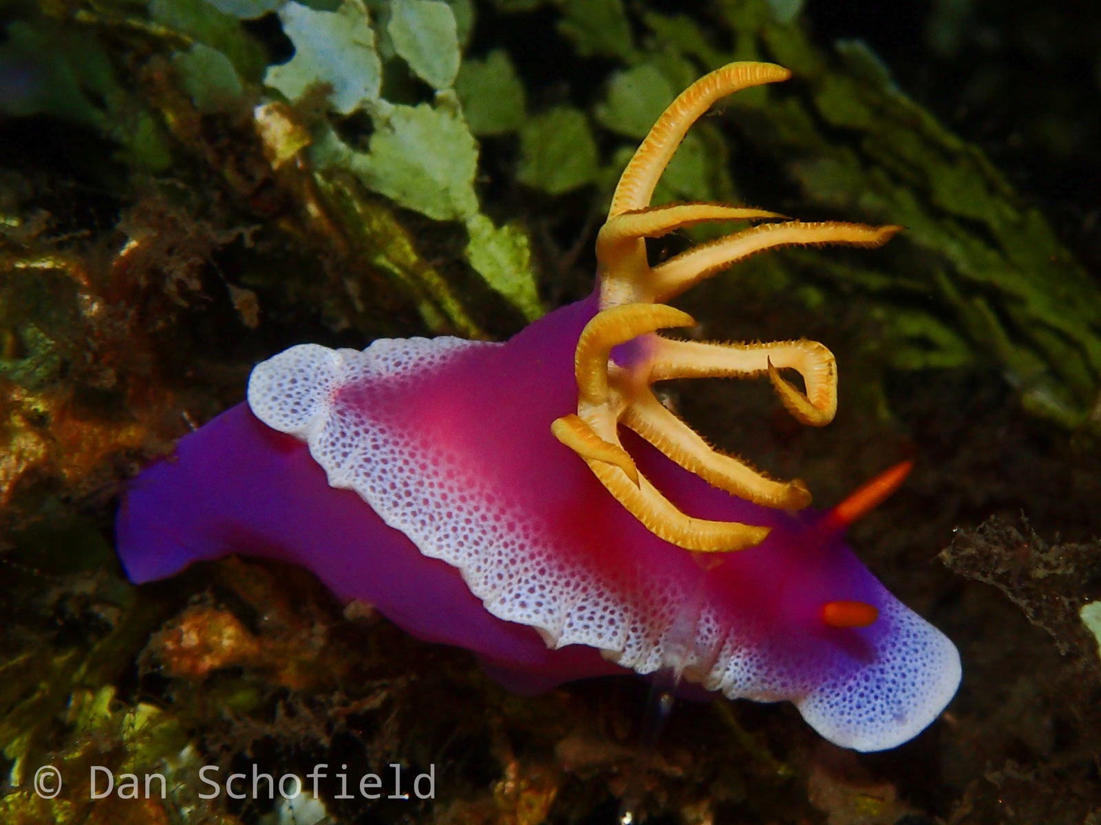 Photo of Apolegma chromodoris (Hypselodoris apolegma)