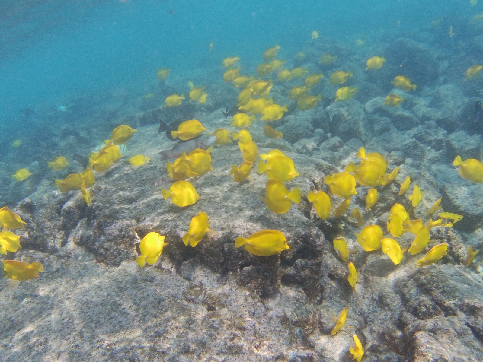 Photo of Yellow tang (Zebrasoma flavescens)