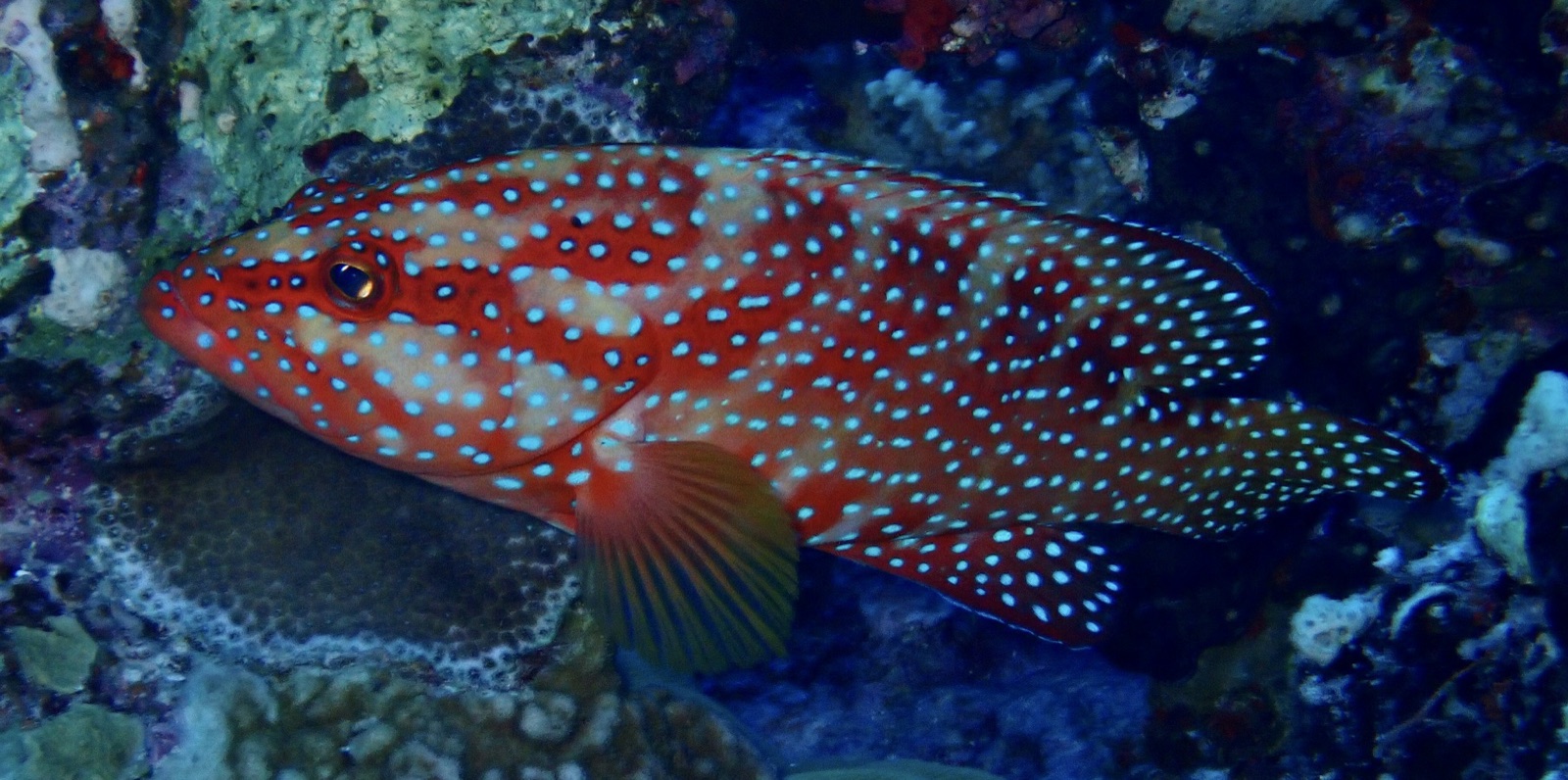 Photo of Coral grouper (Cephalopholis miniata)
