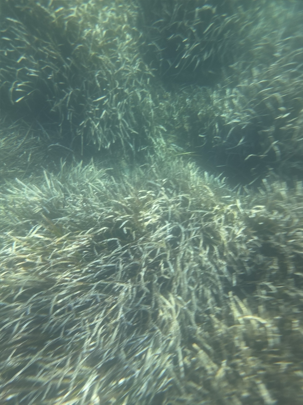 Photo of Neptune grass (Posidonia oceanica)