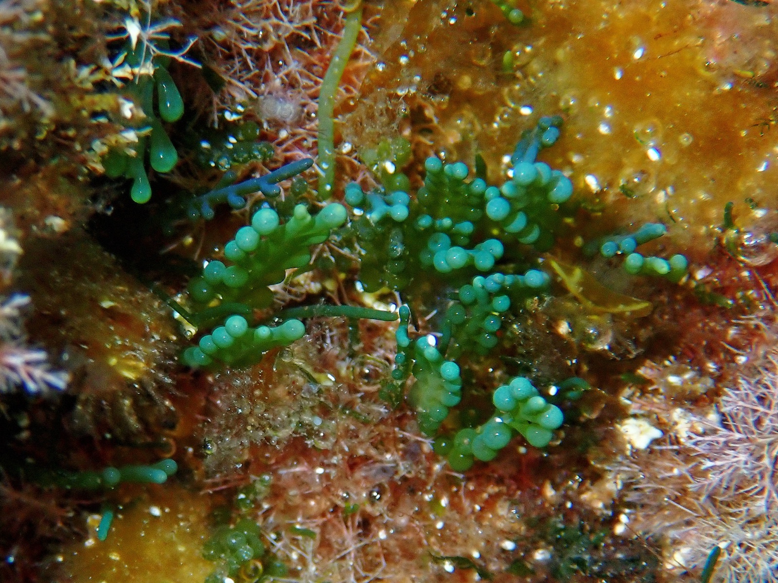 Photo of Cylindrical Caulerpa (Caulerpa cylindracea)