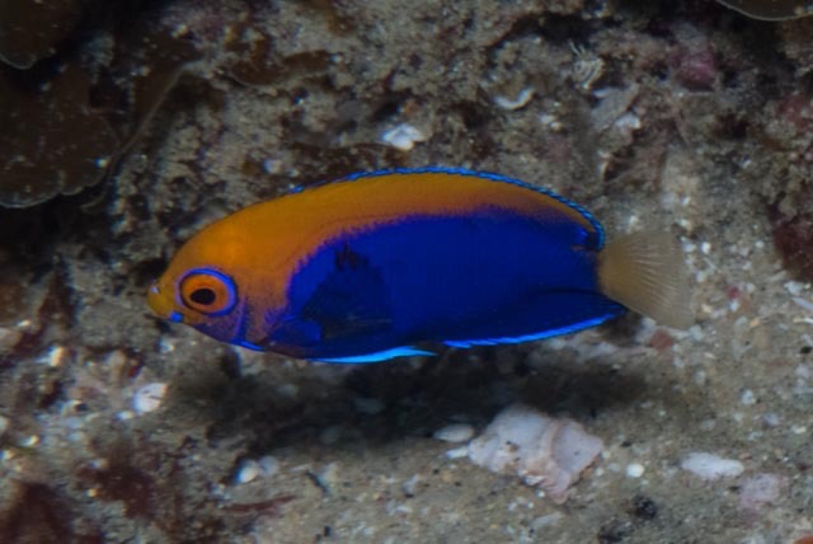 Photo of African flameback angelfish (Centropyge acanthops)