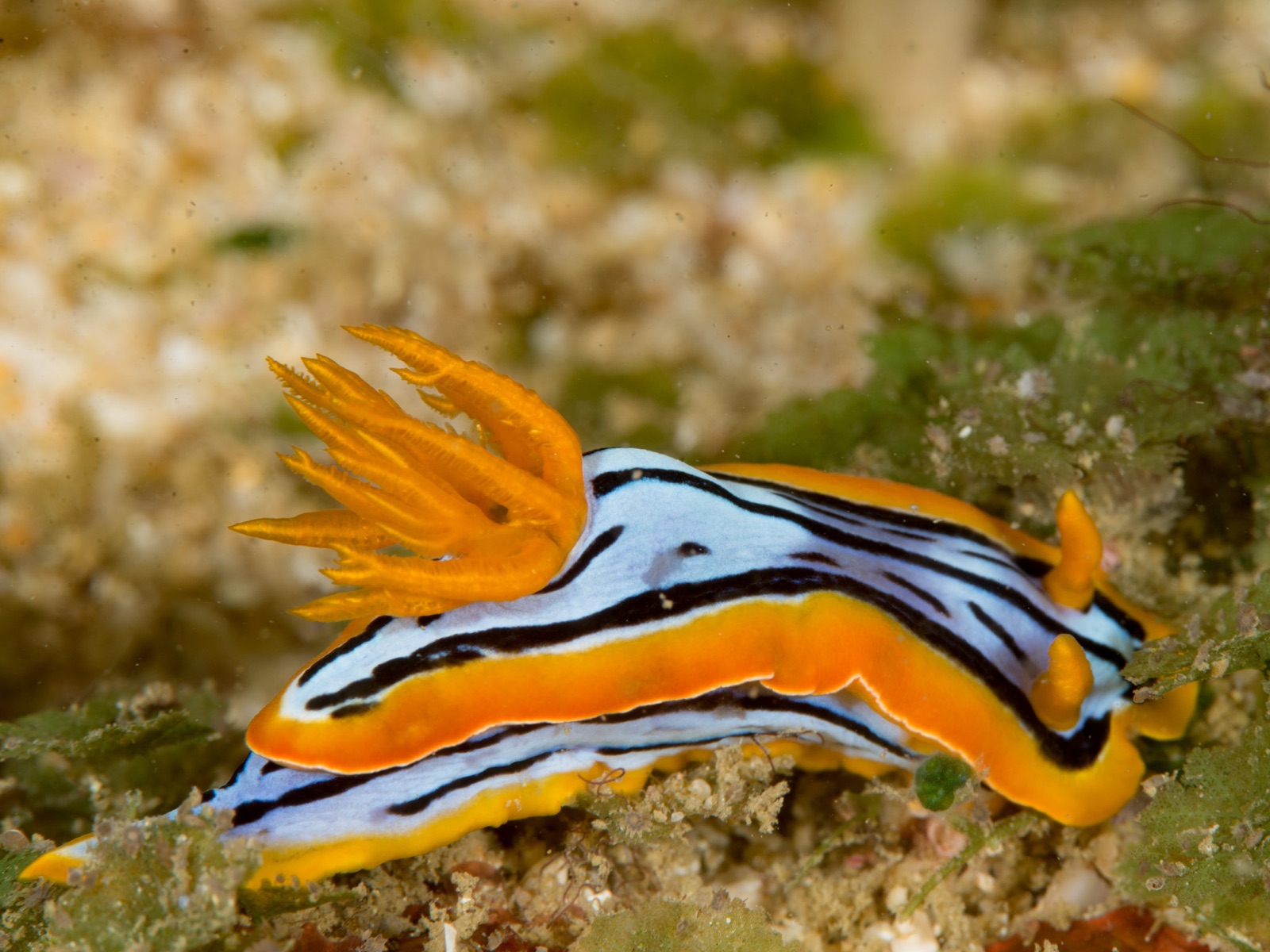 Photo of Elisabeth's chromodoris (Chromodoris elisabethina)