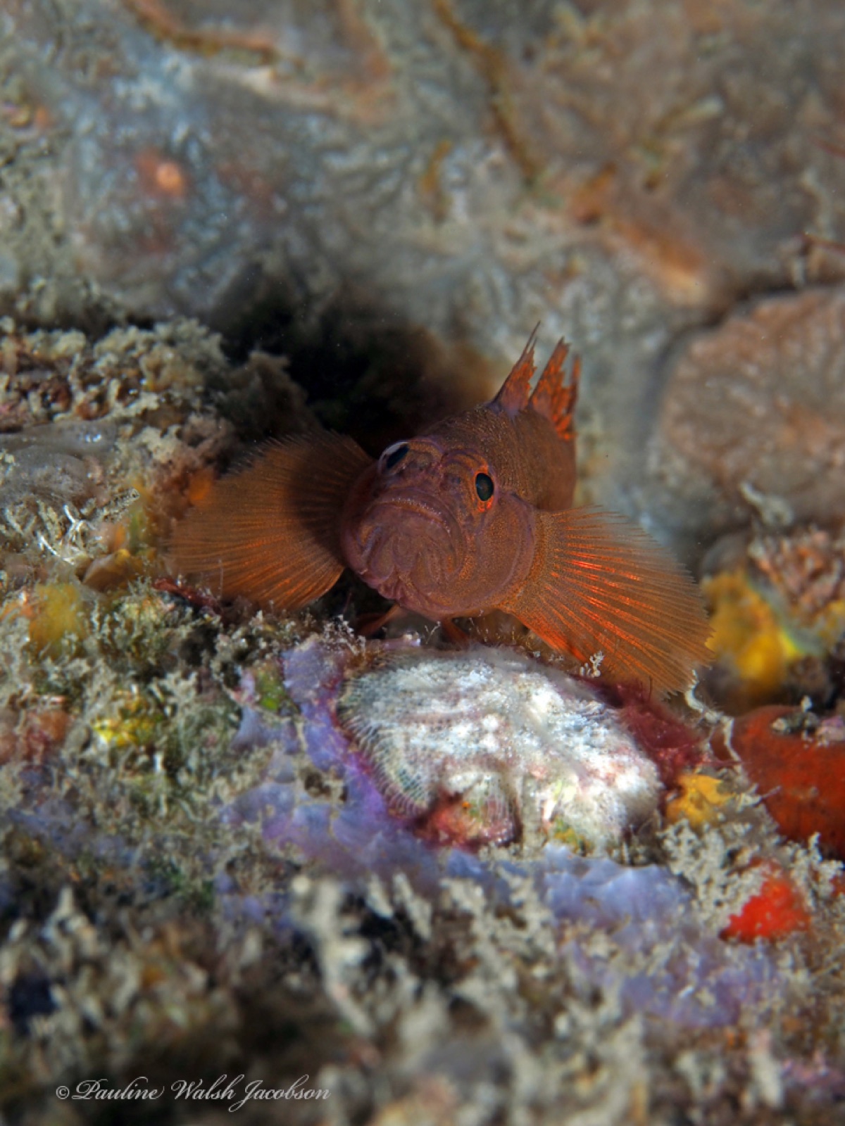 Foto de Gobio oxidado (Priolepis hipoliti)